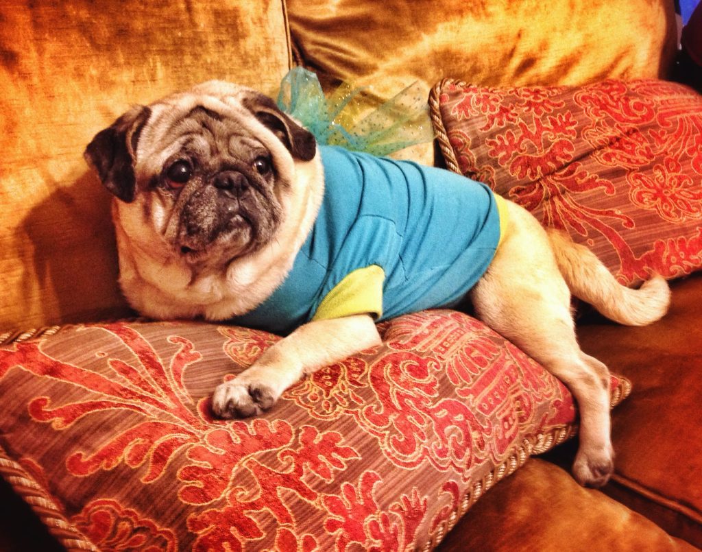 Chien blanc en surpoids, allongé sur l'oreiller d'un canapé rouge/orangé, avec un t-shirt bleu.
