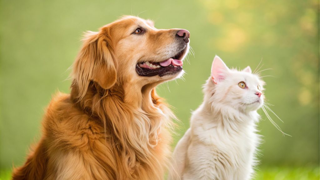 Chien golden retriever et chat blanc assis côte à côte dans un jardin, regardant dans la même direction.