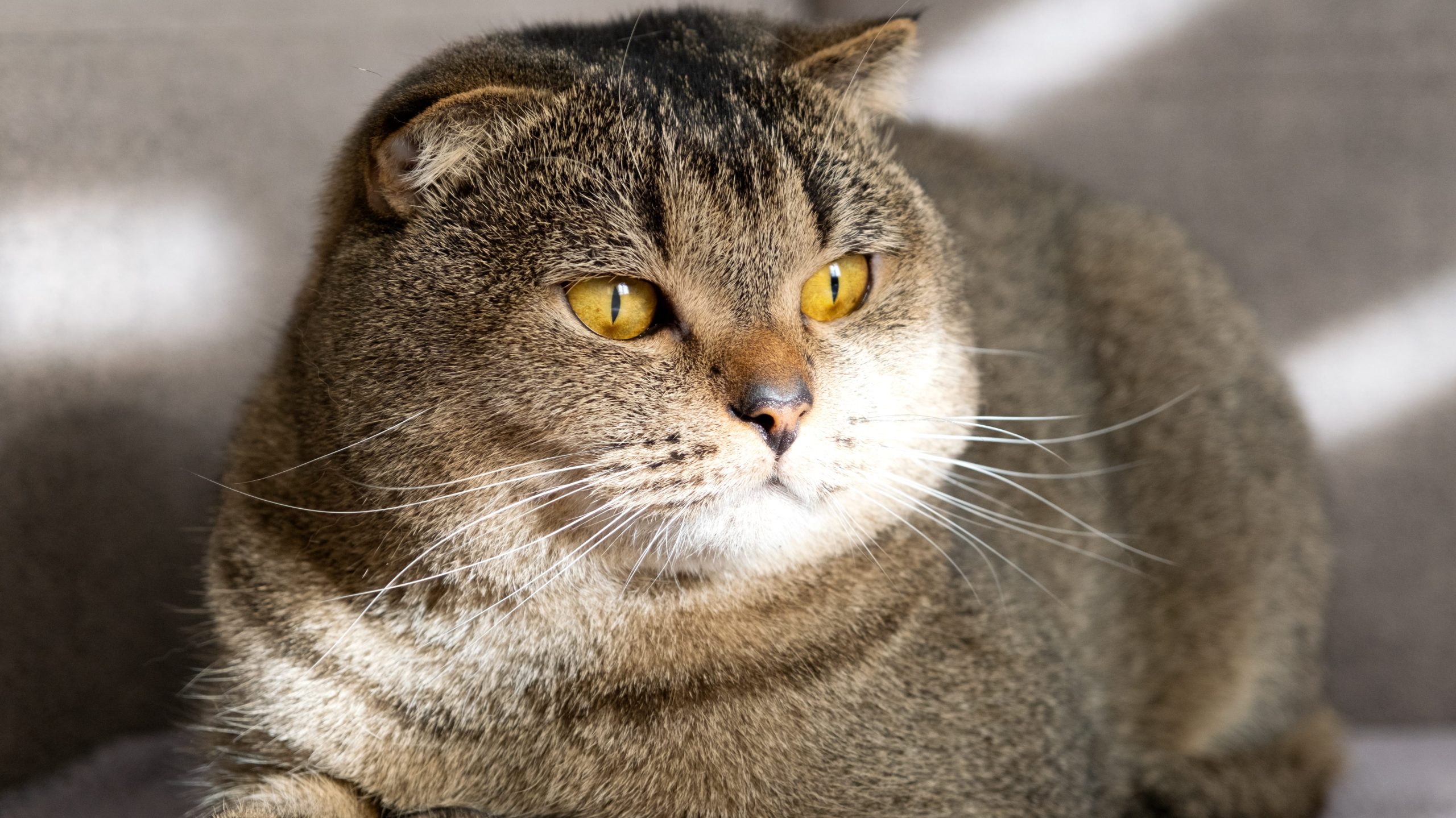 Chat brun tigré aux oreilles repliées et aux yeux jaunes, au corps rond et pelage dense, allongé sur une surface douce.