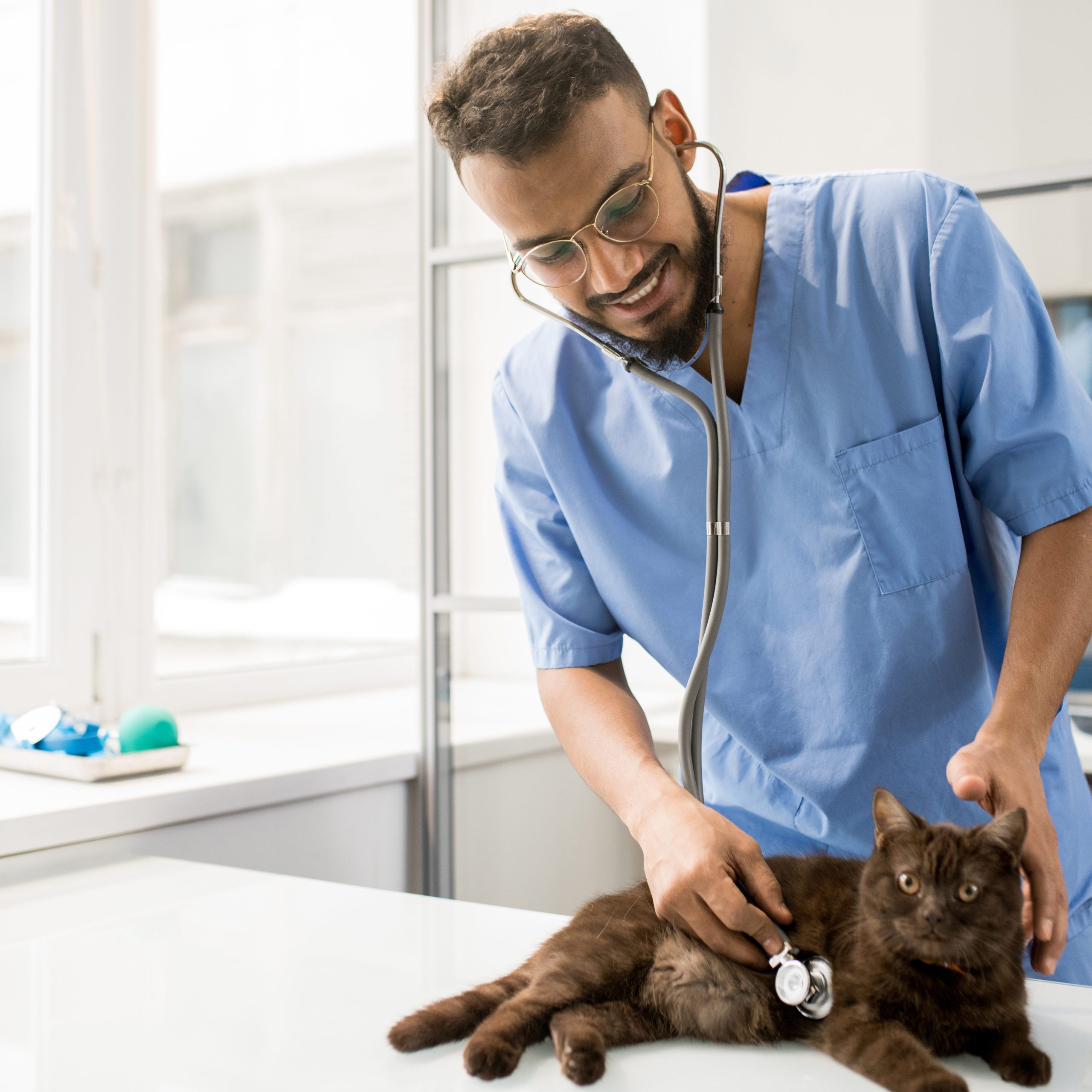 Vétérinaire consultant un chat dans son cabinet.